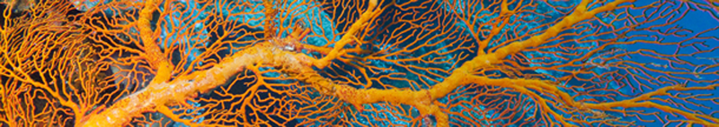 Seafan Banner