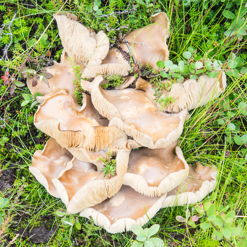 Large fungi, near Myvatn