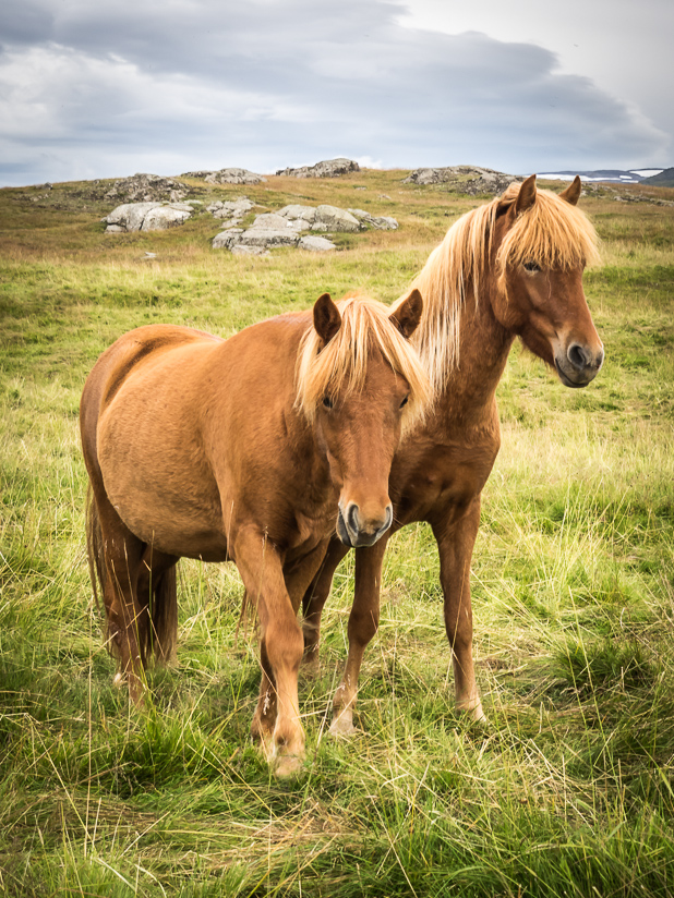 Icelandic Horses near Egilsstaðir,          North East Region                                    