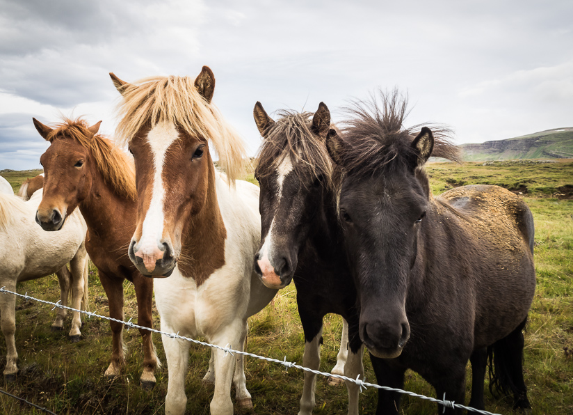 Icelandic Horses near Egilsstaðir, North East Region                                    