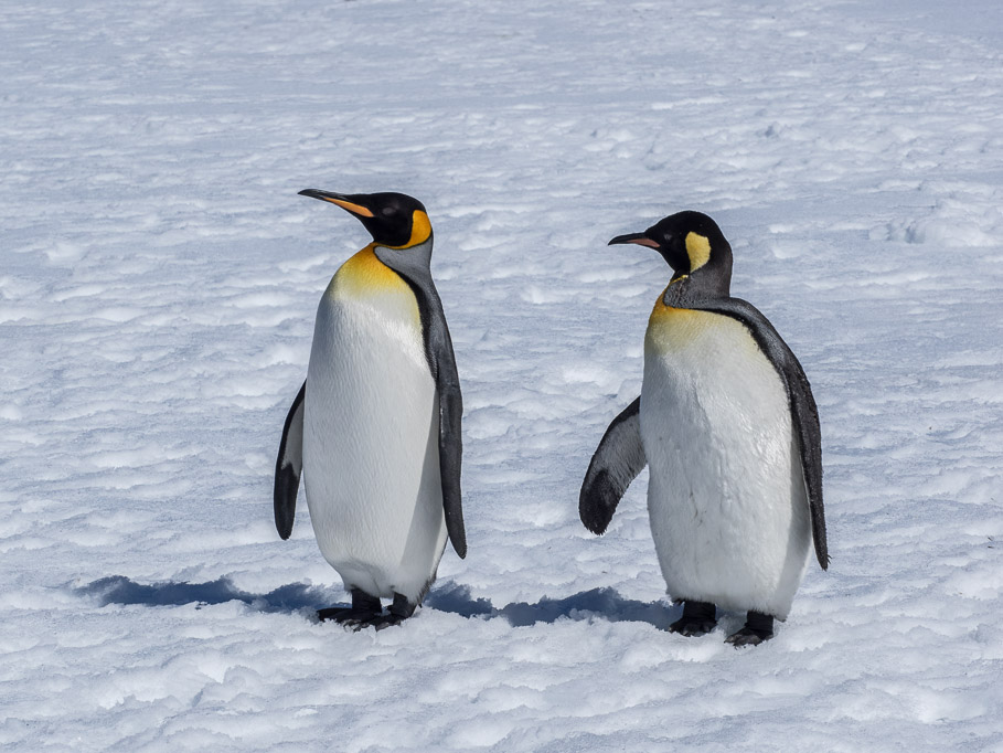 King Penguin Pair at Grytviken, South Georgia