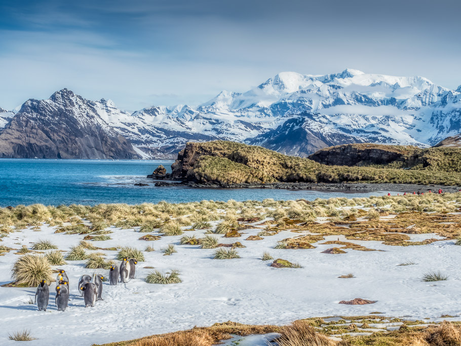 Penguins and Landscape at Jasons Harbour - South Georgia