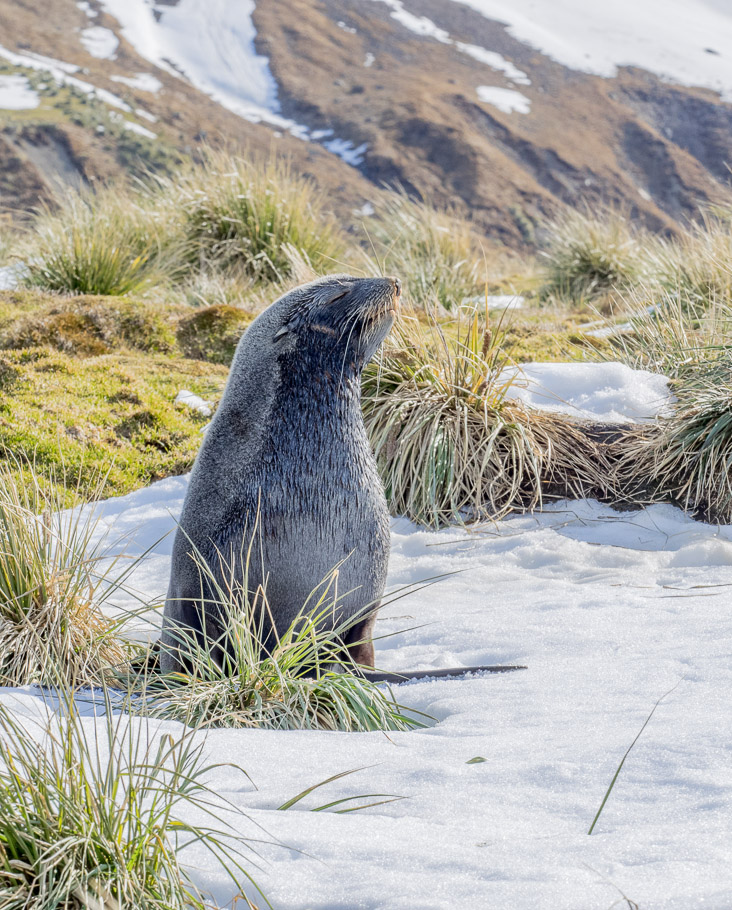 Fur Seal at St Andrews Bay - South Georgia
