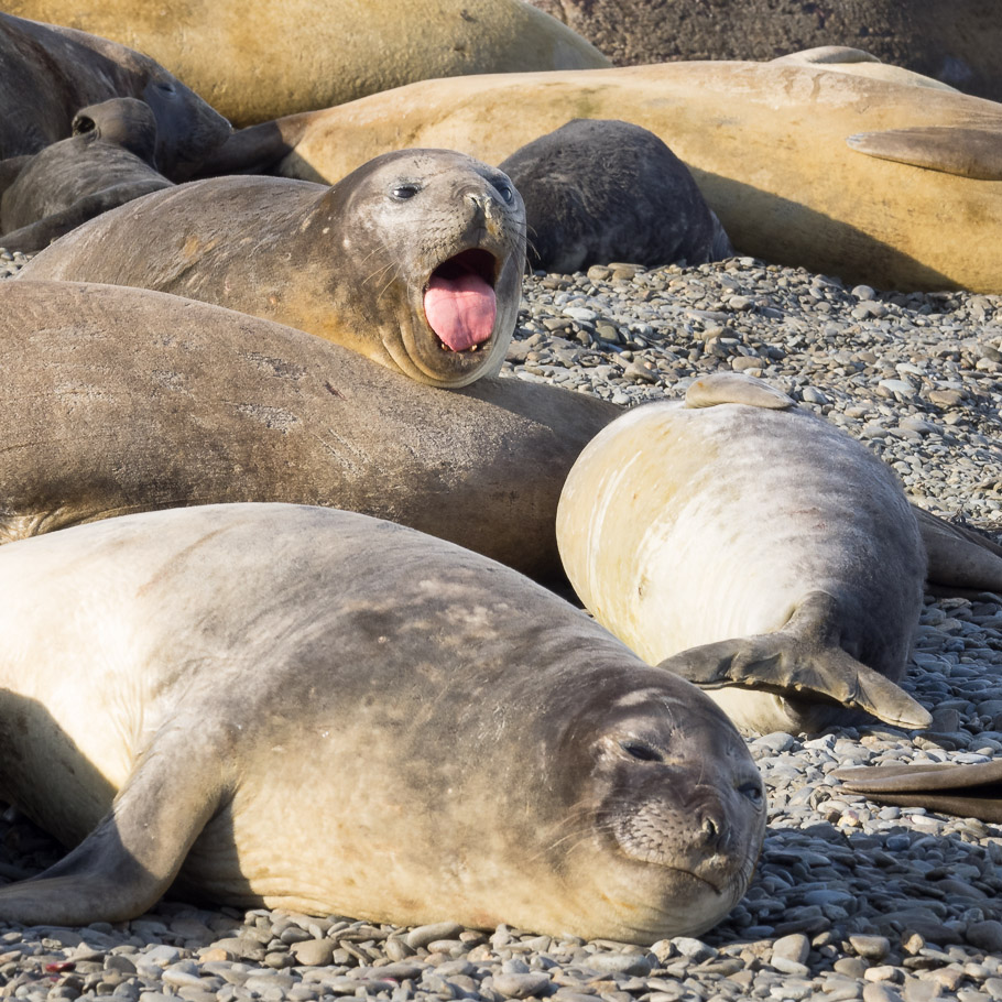 Elephant Seals at St Andrews Bay - South Georgia
