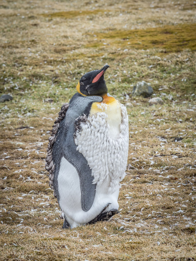 The Agony of Moulting - King Penguin - Salisbury Plain, South Georgia