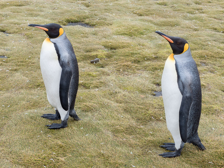 Two King Penguins at Salisbury Plain - South Georgia