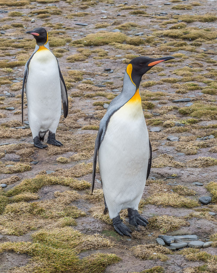 'We're not speaking' - Salisbury Plain, South Georgia