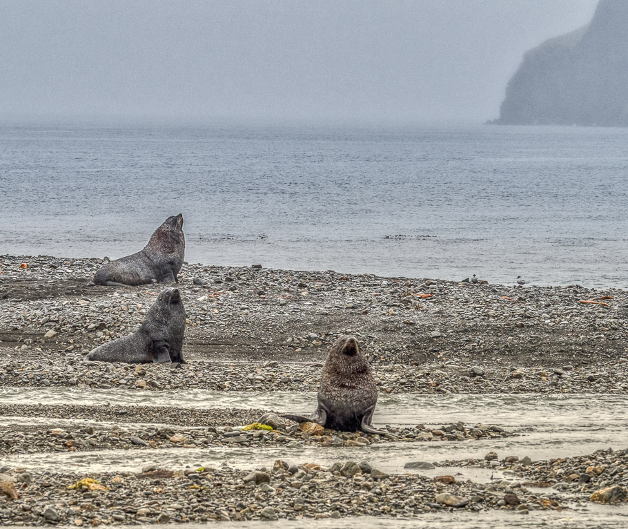 Three Fur Seals, Stromness Bay - South Georgia