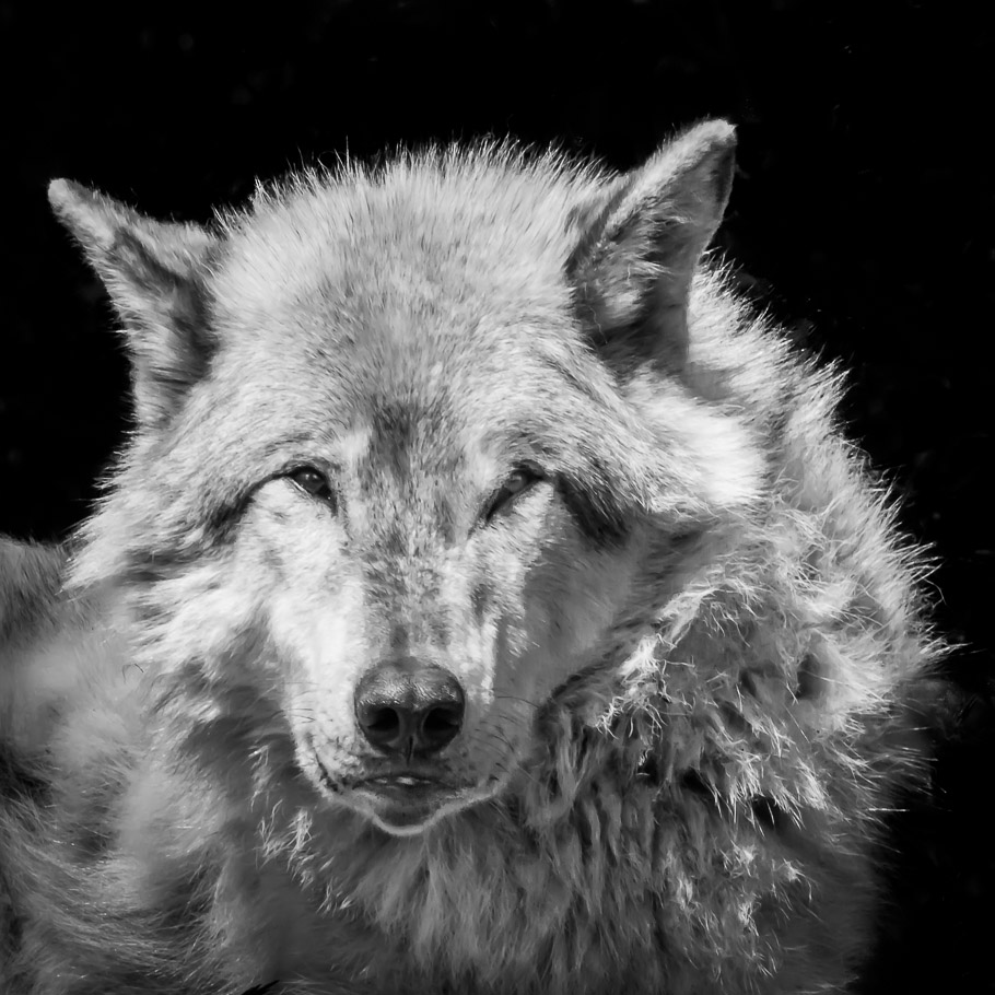 A Wolf's Stare, Eco Museum - Montreal