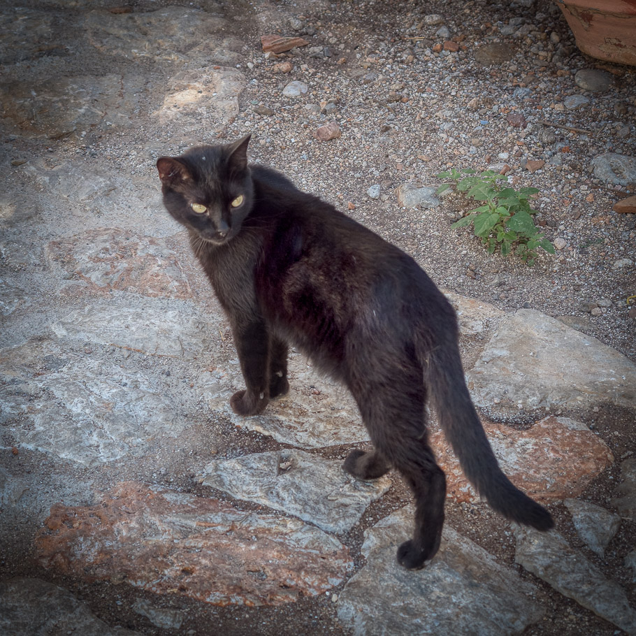 Monemvasia, Black Cat