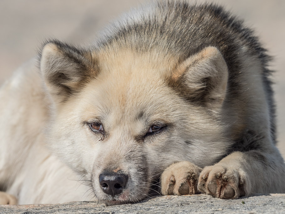 Sled dog 2 - Ilulissat