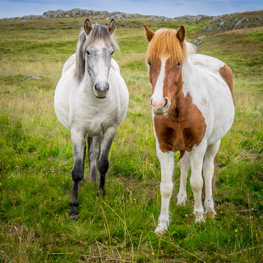 Icelandic Horses near Egilsstaðir