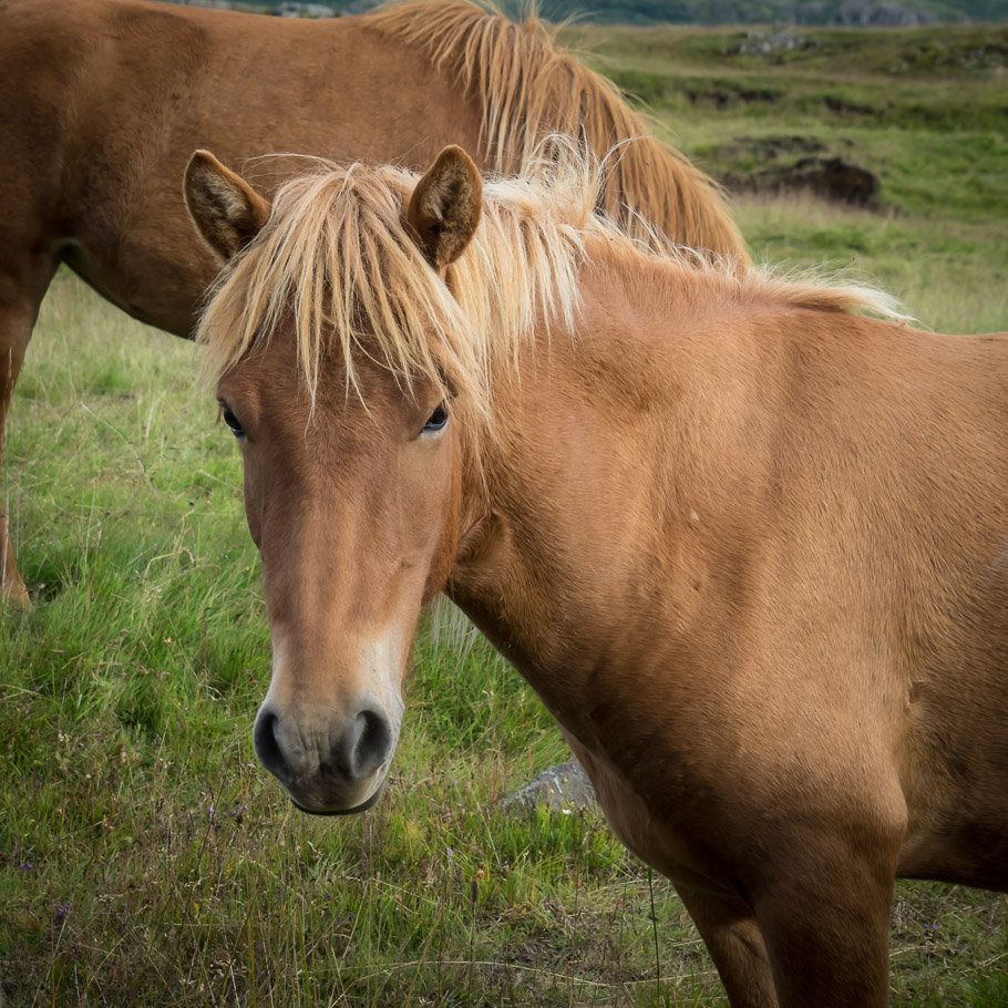 Icelandic horse portrait