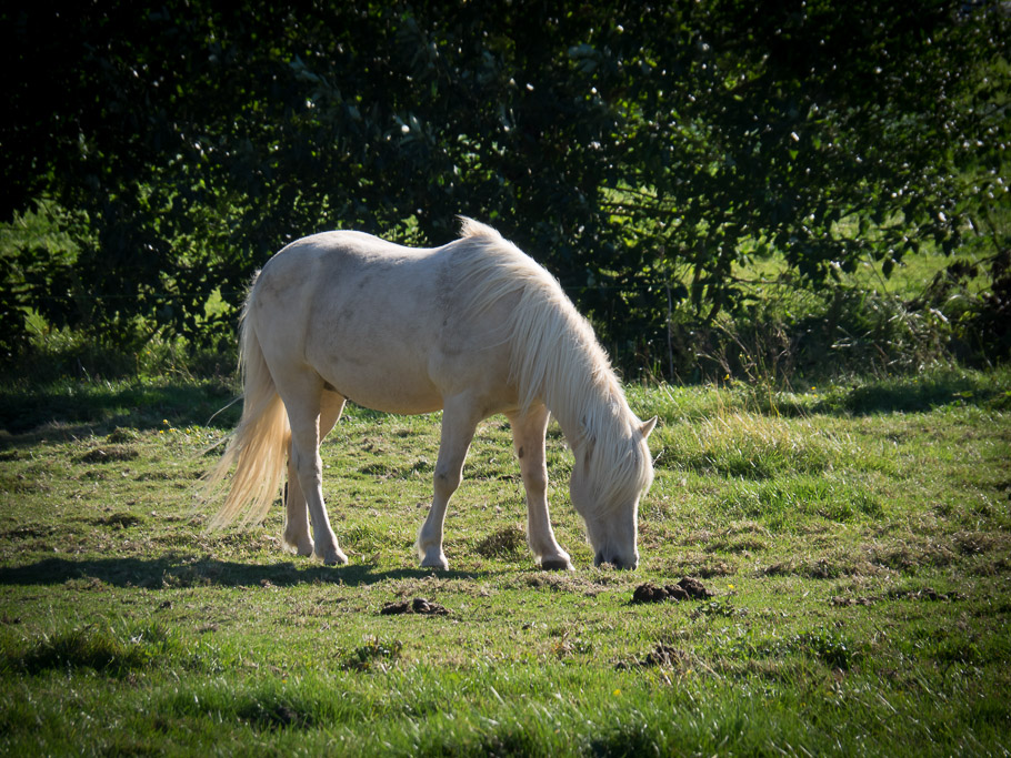 Horse and Morning Light at Lagarfljot