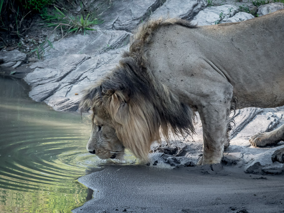Drinking Lion - Maasai Mara