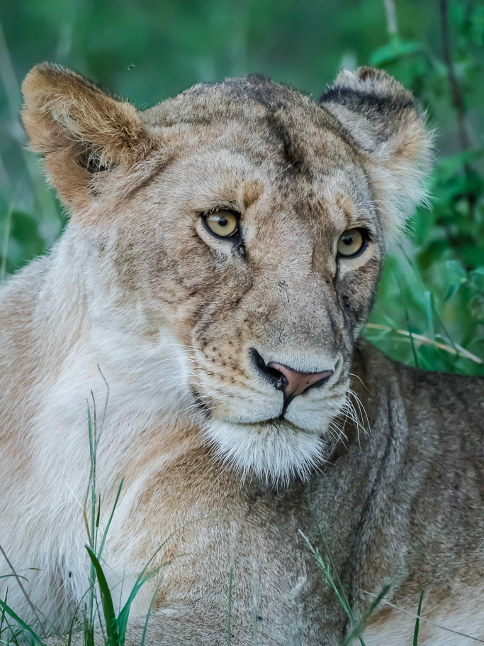 Sad Lioness - Maasai Mara