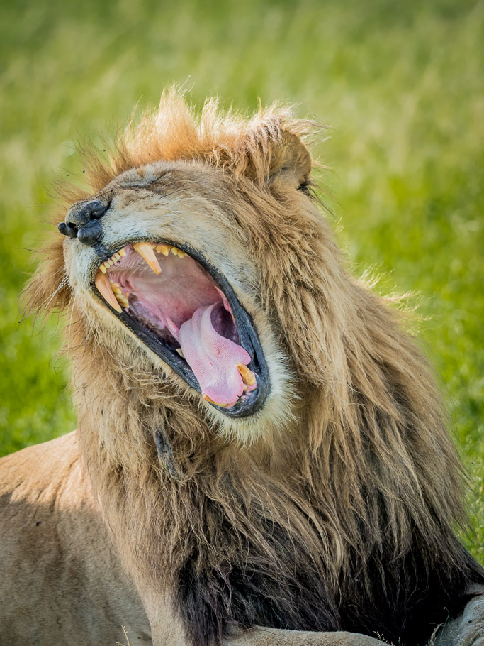 The Yawn - Maasai Mara