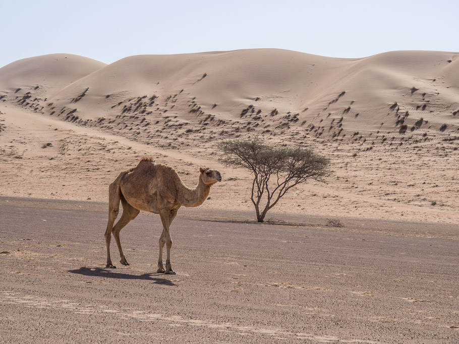 Camel and Dune at Wahiba Sands - Oman