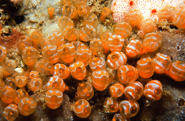 Golden Ascidian