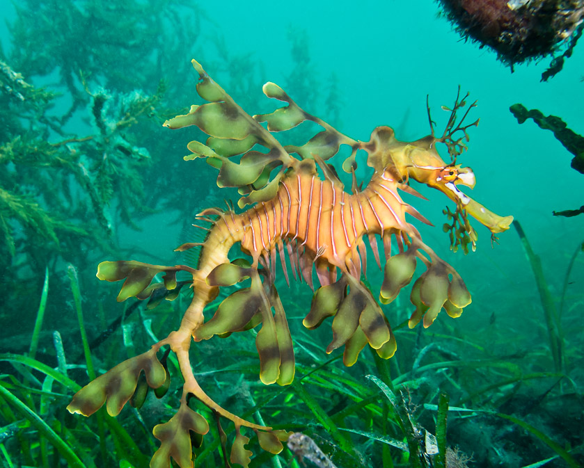 Leafy Seadragon - Tumby Bay Jetty