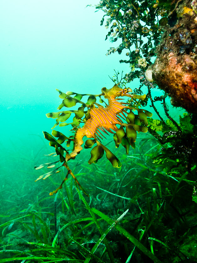 Leafy Seadragon browsing - Tumby Bay Jetty