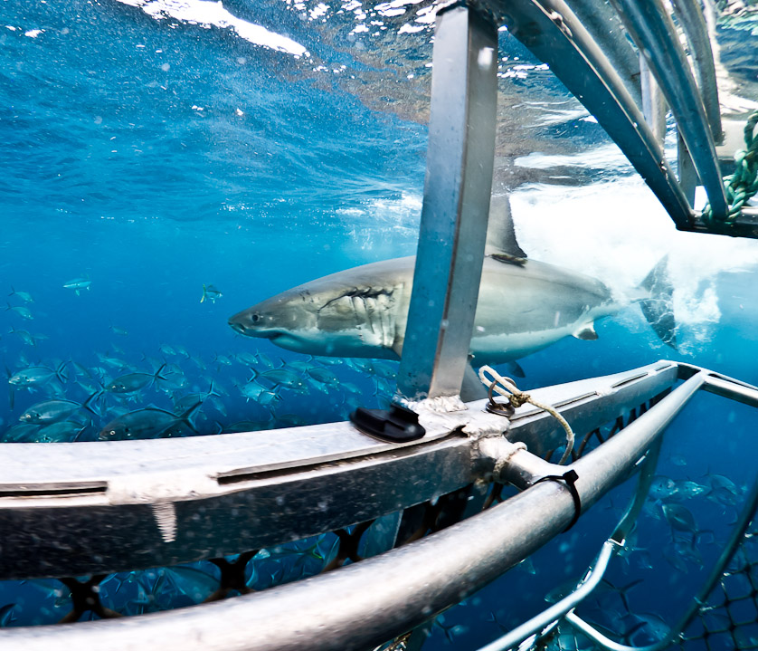 Scarred male from top cage - South Neptune Islands