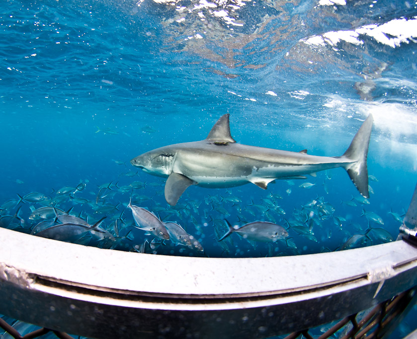 More male action - South Neptune Islands