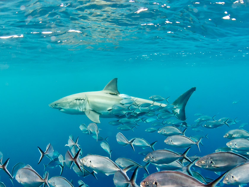 Male with trevally courtiers - South Neptune Islands