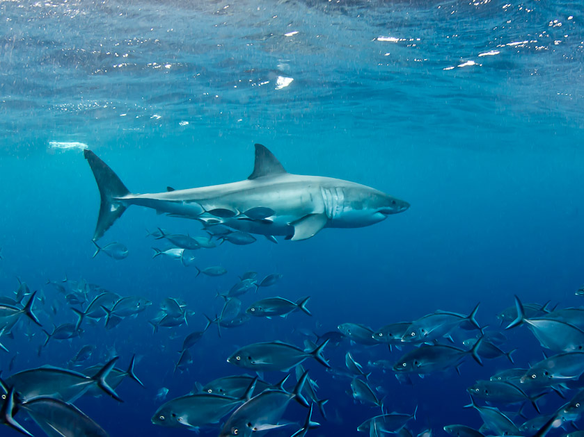 Male cruising - South Neptune Islands