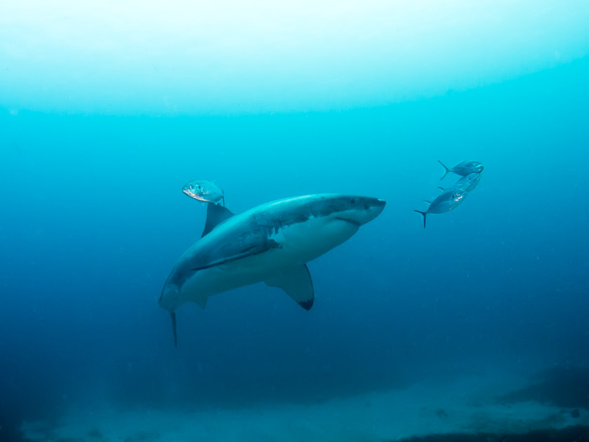Female shark from below - South Neptune Islands