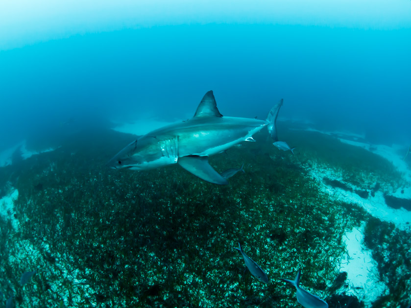 Scarred female - South Neptune Islands