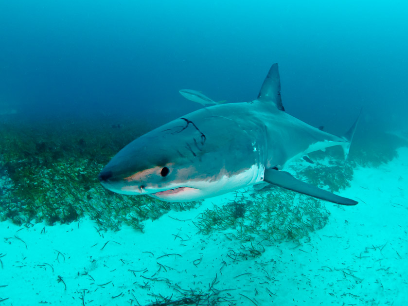 Curious scarred female - South Neptune Islands