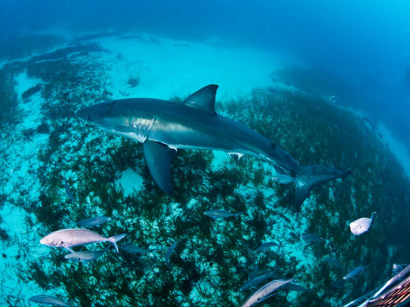 Scarred female - South Neptune Islands
