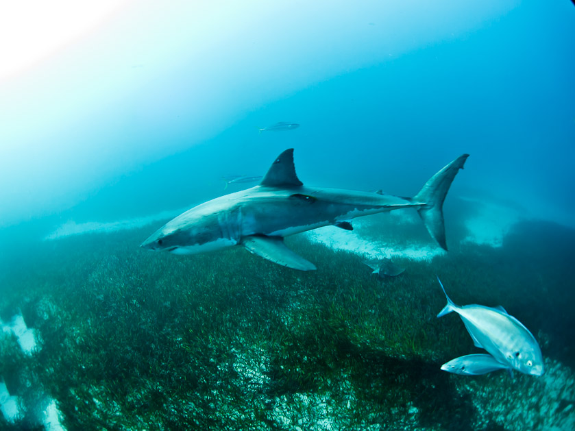 Tagged female - South Neptune Islands