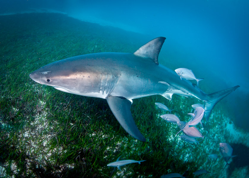 Young male - South Neptune Islands