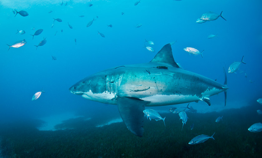 The massive battle-scarred female ' Ali' - South Neptune Islands