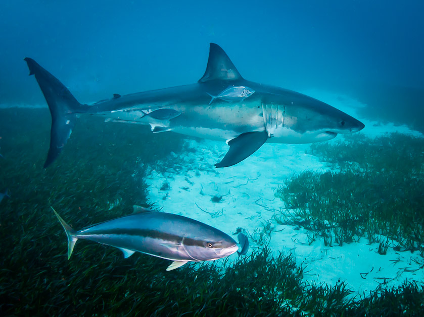 'Wanna race?'  - South Neptune Islands
