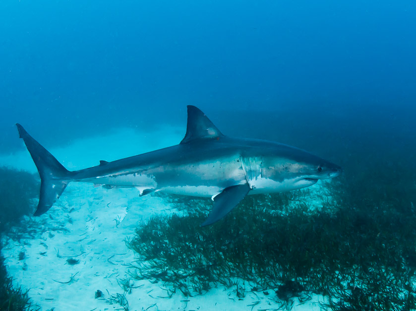 Male - South Neptune Islands