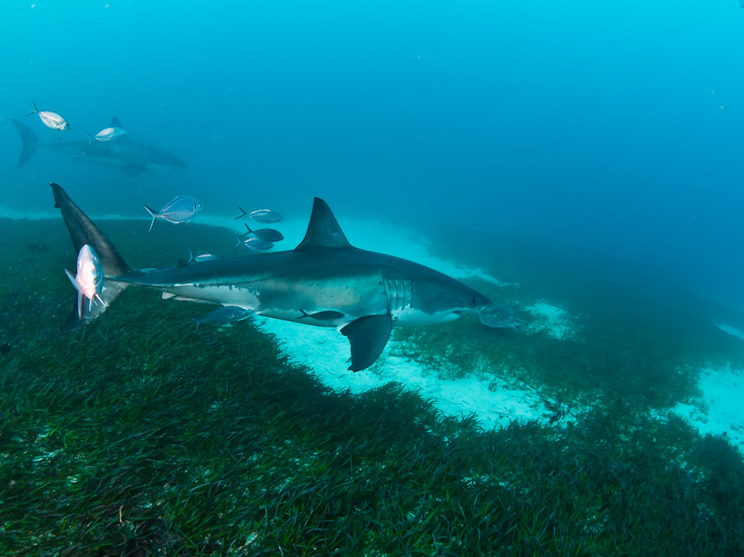 Male and other shark - South Neptune Islands