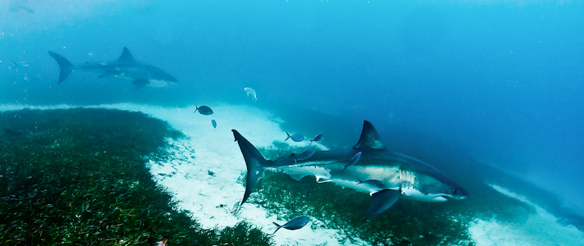 Two Sharks - South Neptune Islands