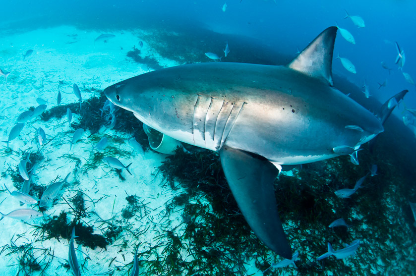 Turning female - South Neptune Islands
