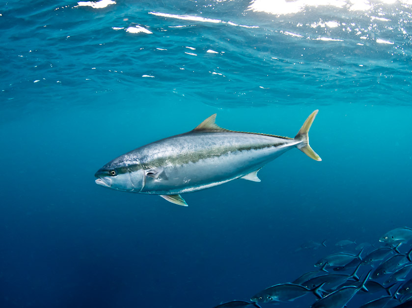 Kingfish - North Neptune Islands
