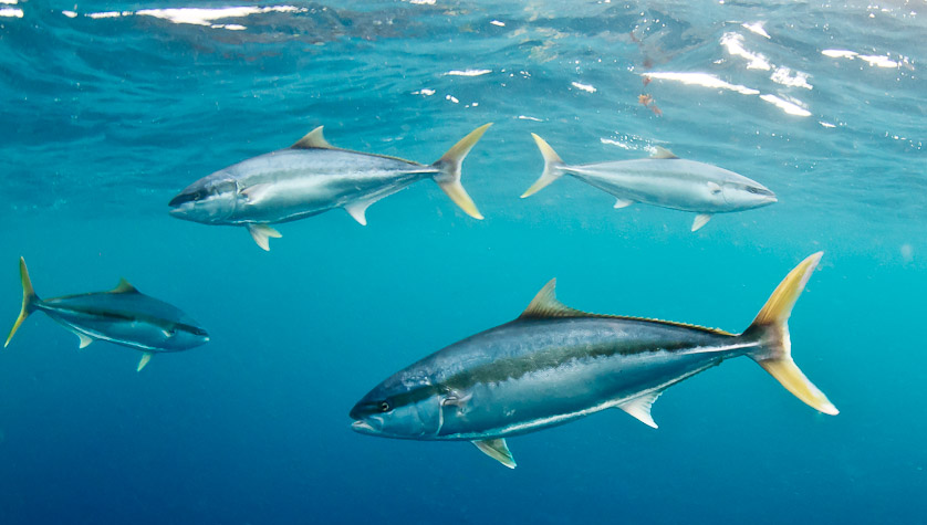 Speeding Kingfish from top cage - North Neptune Islands