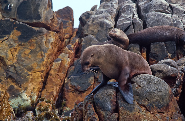 Sealions basking
