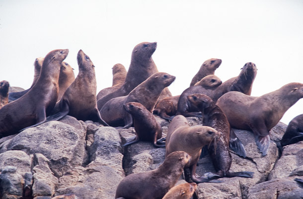 Shark attractant - sealions on Dyer Island