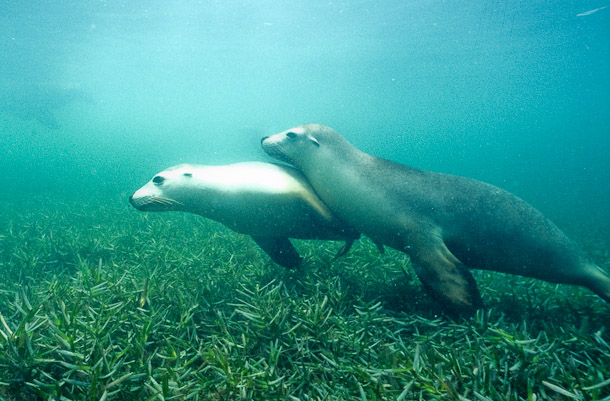 Affectionate Sealions