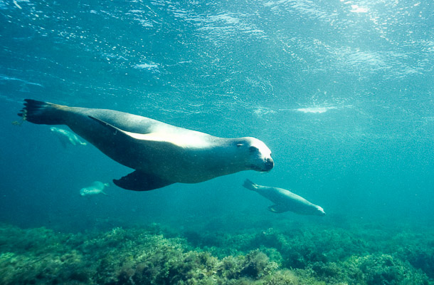 Just Sealions