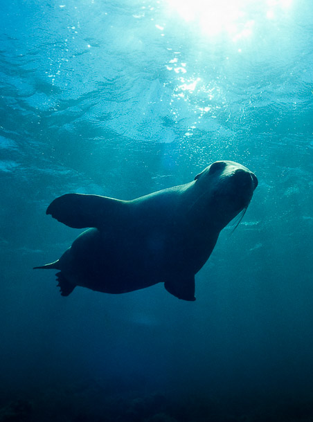 Sealion in Silhouette